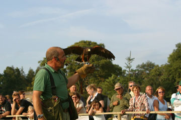 James McKay With a Hawk
